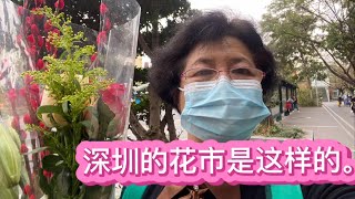 我们身边的生活Vlog | 退休阿姨在深圳过年。带你逛深圳荷兰小镇花市。