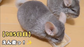 【985日目】えん麦っ！✨【孤独な飼い主のペットとの生活】