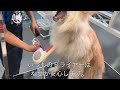 長毛秋田犬のみ太くん、初めてのセルフシャンプーのお店で大変身！？