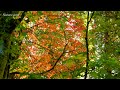 【4k自然音】裏磐梯　秋の五色沼　鳥の声　風の音　 urabandai goshikinuma in autumn birdsong nature song 31