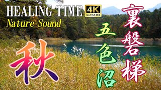 【4K自然音】裏磐梯　秋の五色沼　鳥の声　風の音　 Urabandai, Goshikinuma in autumn, birdsong,  Nature Song#31