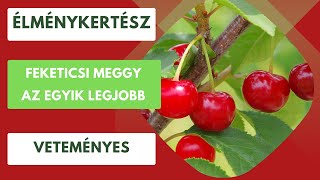 A feketicsi meggy🍒