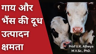 गाय और भैंस की दूध उत्पादन क्षमता | Milk Production of Cow in India