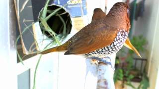 Agitated Munia pair