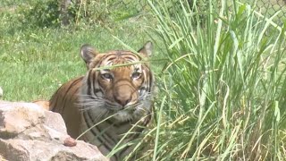 KY3's Wild Side: Meet the tigers at the Dickerson Park Zoo