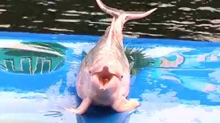 THAILAND PATTAYA Dolphin World  | Dolphin world show | Pattaya dolphin show 2