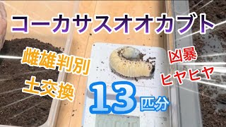 【コーカサス】土交換をしながら雌雄判別してみました♪