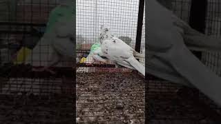 Ik shonk kabootar bazi da #pigeon #pigean #bird #kabootar #birdspecies #kabutar #millionviews #new