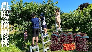 2022農場摘櫻桃 Cherry Picking at Cherry Avenue Farm