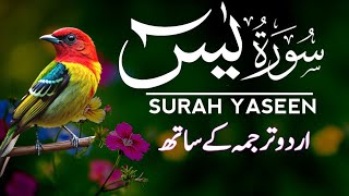 Surah Yaseen | Surah Yaseen With Urdu Translation | Episode - 154