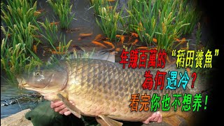 年賺百萬的稻田養魚為何消失？魚稻互生有弊端？看完你也不想養！