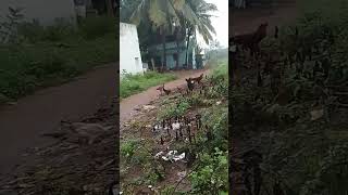 ஊருக்கு பசு மாடு வீட்டுக்கு எருமைமாடு #funny_chicken #kozhi_koothugal