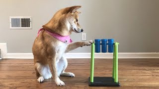 Shiba Inu Politely Waits For Baby To Ring Bell For Treat