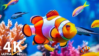 Aquarium 4K VIDEO (ULTRA HD) 🐠 Beautiful Coral Reef Fish - Relaxing Sleep Meditation Music #52