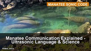 Manatee Communication Explained - Ultrasonic Language & Science