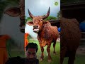 cow is attacked by honey bees rescue animals werescueanimal animalrescue feedtheanimals cow