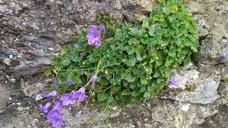 Trailing Bellflower: A Delightful Groundcover with a Charming Bloom Display