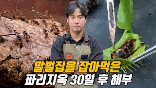 말벌집을 잡아먹은 파리지옥 30일 후 어떻게 됐을까? 파리지옥 해부해서 말벌 관찰하기!