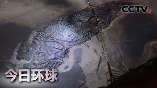 中国发现世界最古老疣齿鱼科鱼类化石 |《今日环球》CCTV中文国际