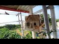 scaly breasted munia bird nesting