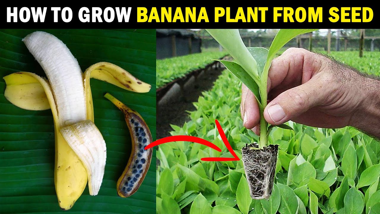 How To Grow BANANA PLANT From SEED | Grow Banana Tree From Seed At Home ...