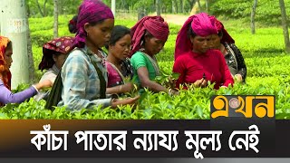 ২৫ কেজি পাতা তুলে শ্রমিক পান ১৭০ টাকা | Tea | Tea Industry | Ekhon TV