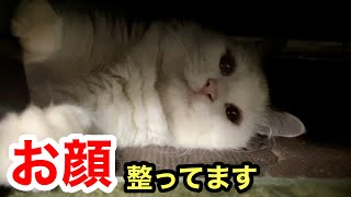 ありがたい仏のような顔でパワーをもらえる猫の顔がこちらです