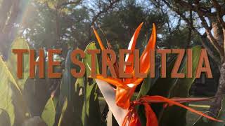 STRELITZIA LITTLE KNOWN FACTS!