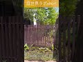 庭世界ラボshort 87 下草植栽 庭 庭づくり 庭師 庭石 japanesegarden landscape gardendesign gardener stonework