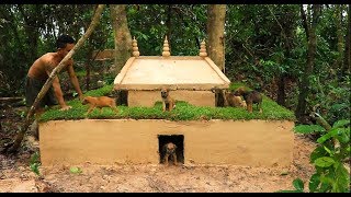 Help Abandoned Mini Dog And Build Mud House For Puppies