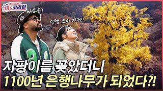 1100년살이 넘은 웅장한 은행나무ㅣ미's코리아 [EP1-1]