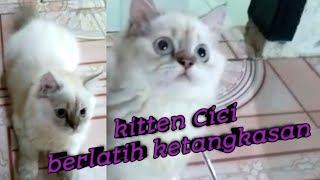 kitten || berlatih ketangkasan