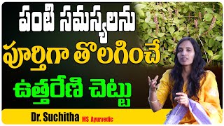 Uttareni chettu upayogalu in telugu || uttareni chettu upayogalu || Health Tree