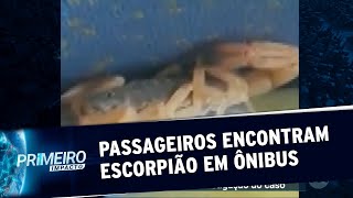 Passageiros encontram escorpião em banco de coletivo no interior de SP | Primeiro Impacto (30/09/20)