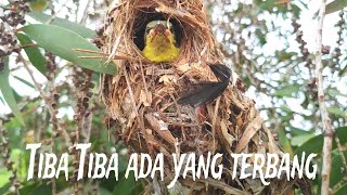 Seharian mbolang cari sarang burung dan mikat burung