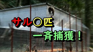 遂にサルを一網打尽！！【有害鳥獣駆除】【地獄罠】【猿】