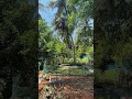 3 Acre Coconut and Mango Plantation with Farmhouse for Sale in Attappadi | Call 7907193689  #farm