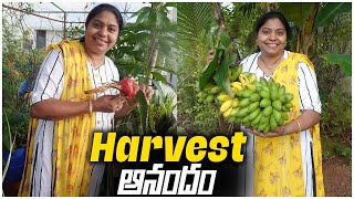 ఈ సారి హార్వెస్ట్ అంతా స్పెషలే | Today's Harvest | Organic Fruits & Vegetables | TTH