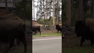 Buffalo jam (traffic jam to watch buffalo) in Yellowstone National Park #wildlife #nature #animals