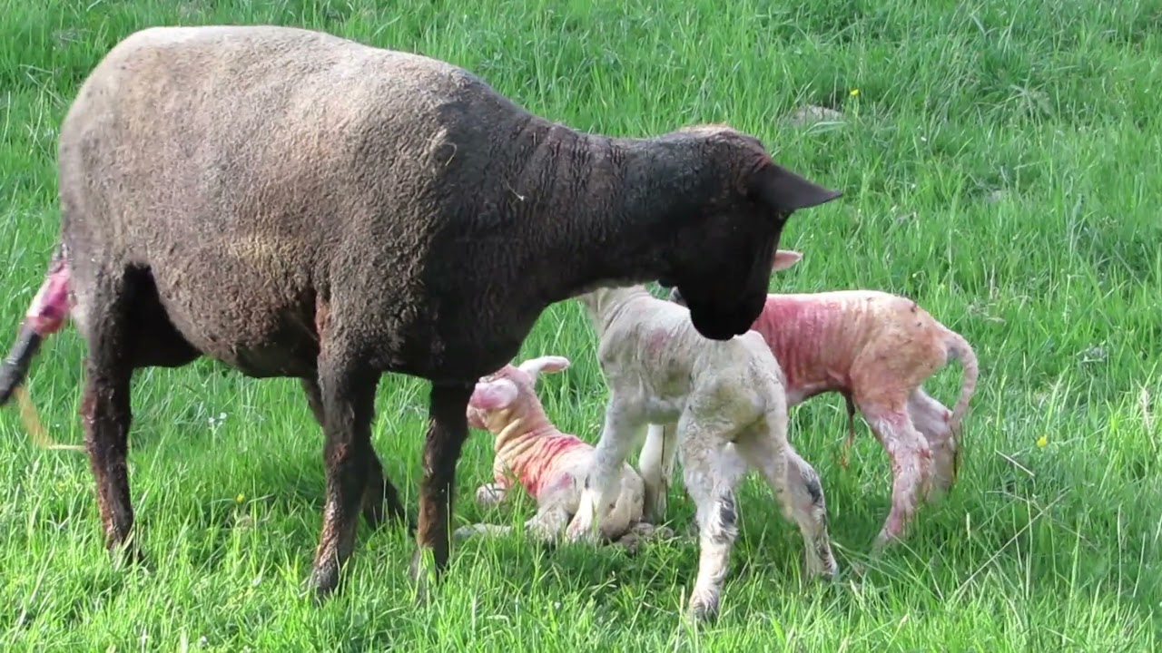 Les Animaux De La Ferme - Accouplement De Brebis - Naissance D'un ...