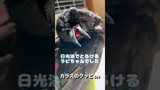 日光浴でとろけるカラスのラビちゃん♪続きは動画説明欄へ2022/9/6撮影