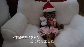 No.1116　クリスマスの準備【二本足の癒し猫 あいちゃん】