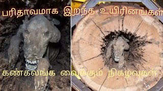 வித்யாசமாக இறந்த விலங்குகள்| animals worst death|dayoutlook