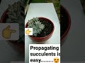 propagating succulents #youtubeshorts #like #subscribe #succulents