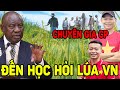 Vừa Trở Lại Châu Phi, Linh Philip Đã Làm Điều Này Với Cánh Đồng Lúa VN Tại Nông Trại Việt  Phi
