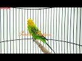 masteran parkit gacor full isian pancingan parkit agar gacor parkit kicau budgie parakeet