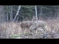 2014 buck paradise outfitters saskatchewan 1