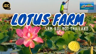 [4K 60fps] LOTUS FARM SAM ROI YOT NATIONAL PARK WALKING TOUR  2023 #walkingtour #huahin #thailand