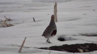 Gray Partridge (Phasianidae: Perdix perdix) Male Vocalizing