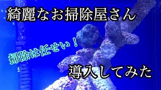 【アクアリウム】海水魚水槽に綺麗なお掃除屋さん導入してみた【海水魚水槽】